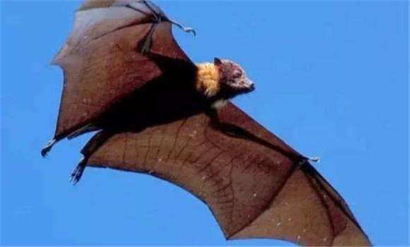 蝙蝠吃什么食物