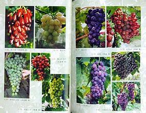 葡萄种植管理方法