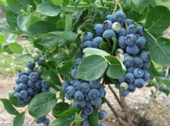 新兴果树蓝莓栽培技术