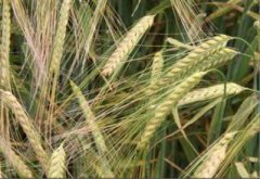 大麦种植需要什么条件 大麦的栽培技术要点