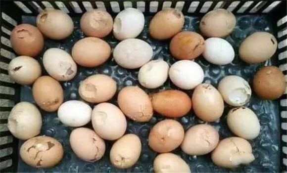 蛋鸡下软壳蛋的十大原因