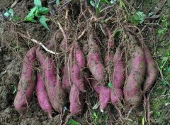 紫薯地膜覆盖栽培方法