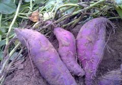 紫薯如何育苗 紫薯育苗方法