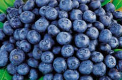蓝莓的营养价值与功效 吃蓝莓的好处