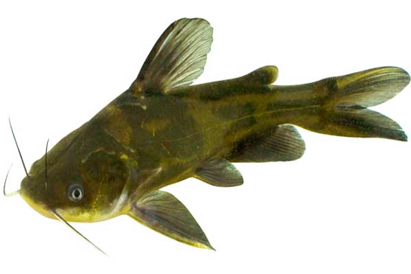 养殖黄颡鱼的池塘条件要求