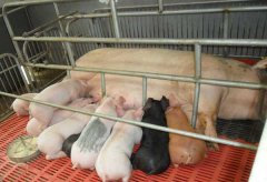 常见的猪饲料添加剂有哪些？