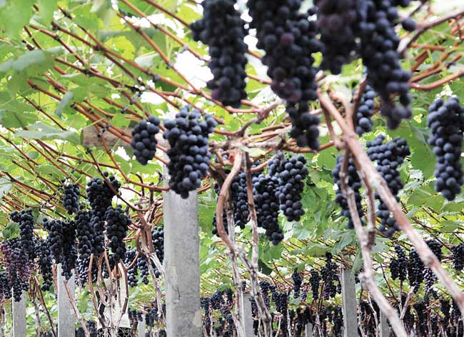 夏黑葡萄种植技术(3)