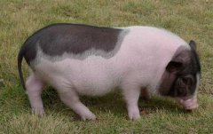 巴马香猪的养殖前景和养殖技术