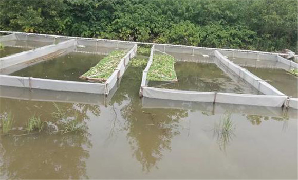 水蛭养殖池建造技术