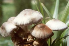 草菇栽培季节与栽培品种的选择方法