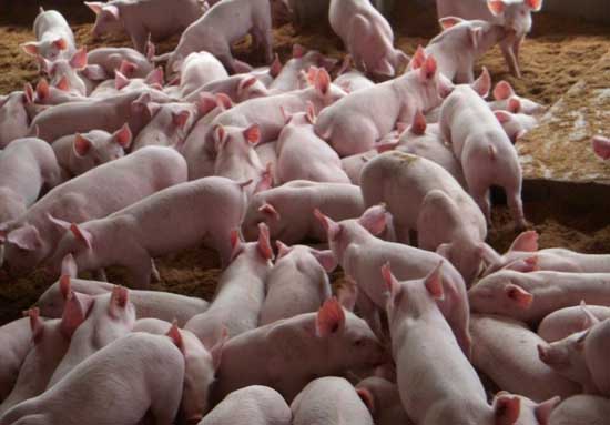养猪场三大措施稳定猪苗质量