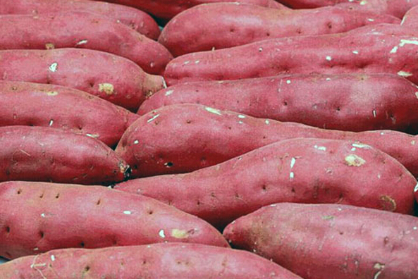 红薯的营养价值和吃红薯的好处