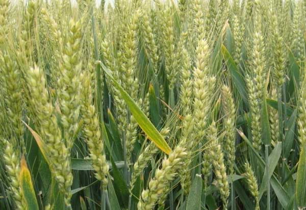 小麦种植管理方法