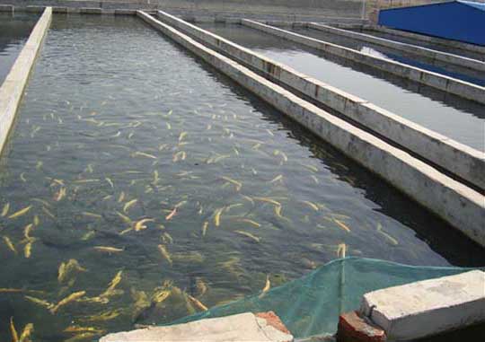 草鱼养殖方法