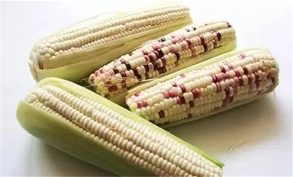 糯玉米和普通玉米有什么区别
