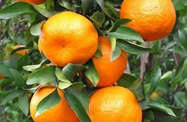 柑橘种植方法