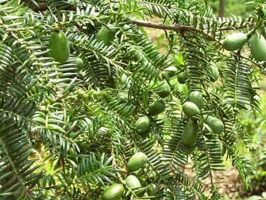 香榧种植技术