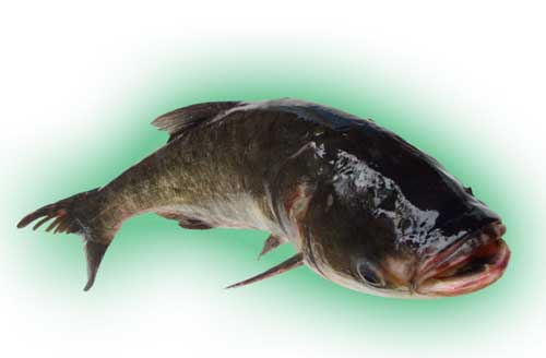 鲢鱼饲养管理技术