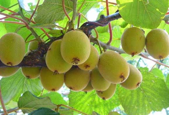 猕猴桃种植管理方法