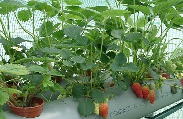 草莓种植管理方法