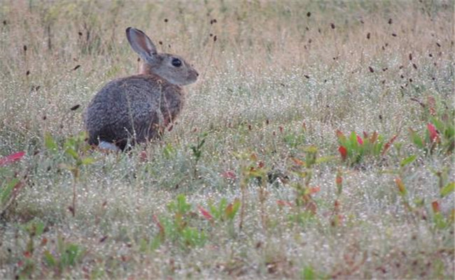 兔子的祖先是什么
