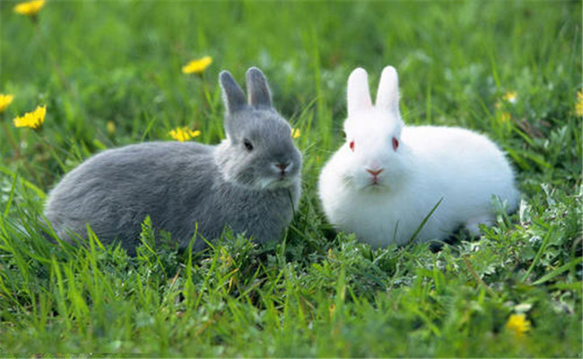家兔有哪些习性特点