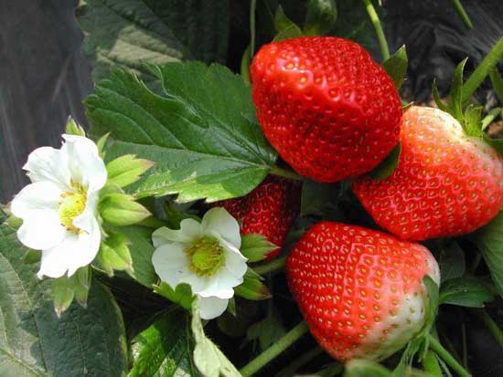 草莓种植管理方法