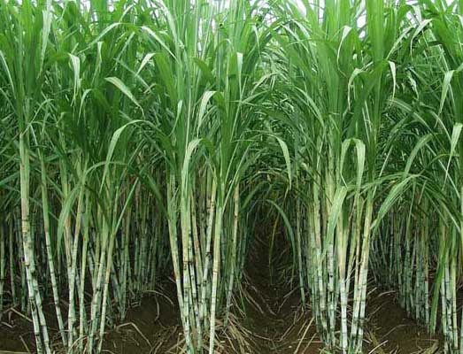 甘蔗种植技术