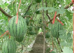 西瓜的种植条件 西瓜对生长环境的要求有哪些