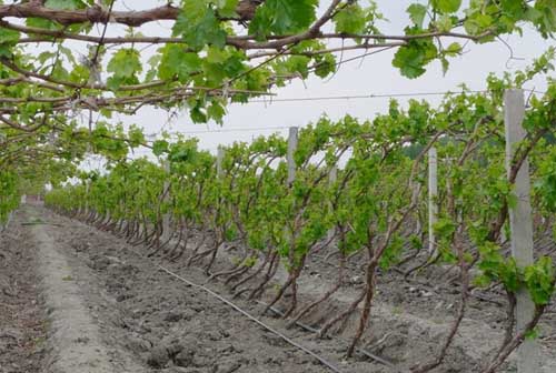 葡萄种植技术