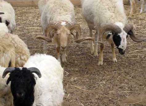 羊病防治技术
