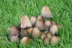 野生草菇的功效与作用 野生草菇营养价值有哪些