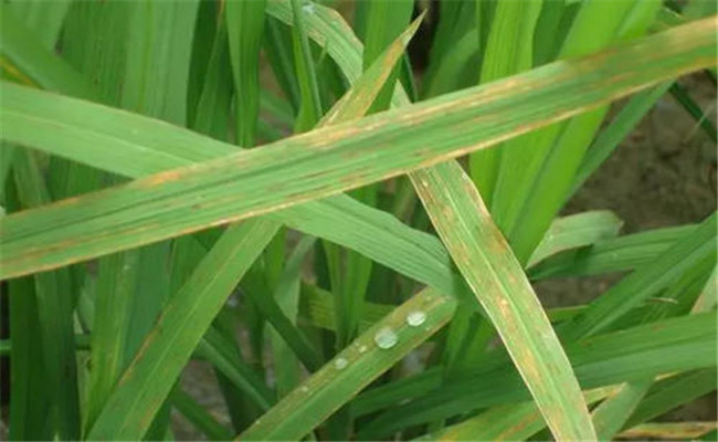 水稻氮肥缺乏的症状