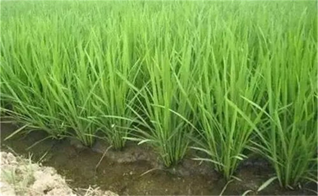 水稻氮肥过多如何补救