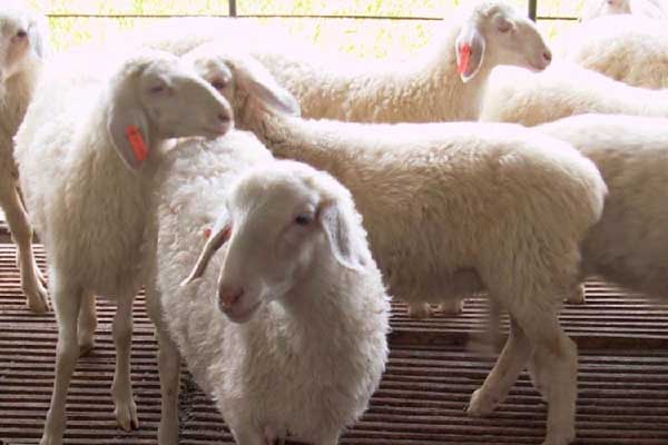 肉羊短时间育肥管理措施与方法