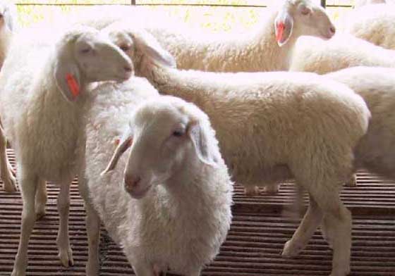 影响小尾寒羊产肉性能的因素
