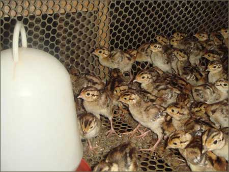 鸡养殖技术