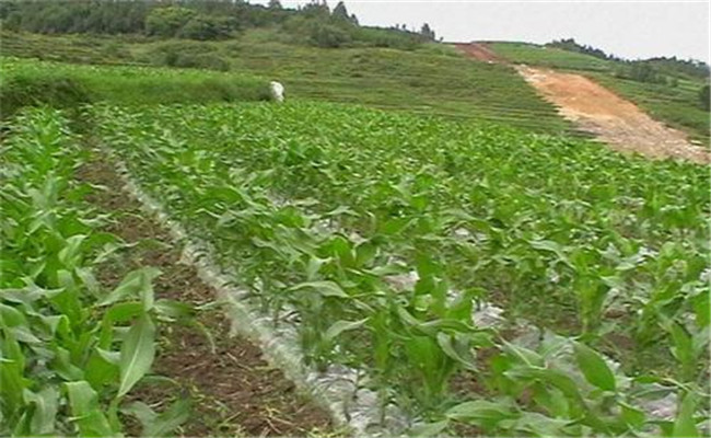 地膜玉米种植技术要点