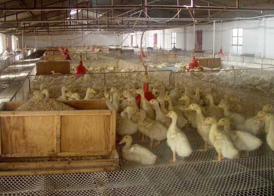 冬季肉鸭高效养殖方法