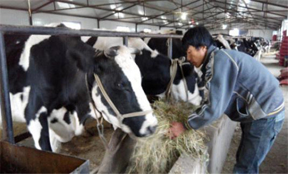 奶牛产犊期饲料配方的注意事项