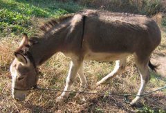 驴的繁殖周期多长