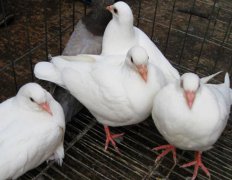 肉鸽养殖中咳嗽与喘怎样治疗