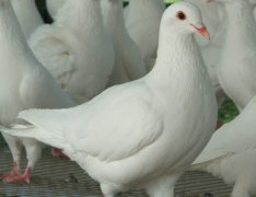 肉鸽常规饲养管理技术