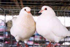 肉鸽养殖前景及应关注的问题