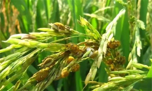 水稻稻曲病的农业防治技术