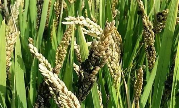 怎样防治水稻稻曲病药剂防治技术