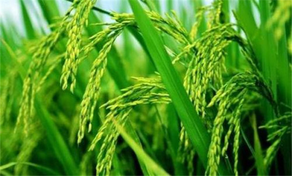 水稻胡麻叶枯病的防治方法