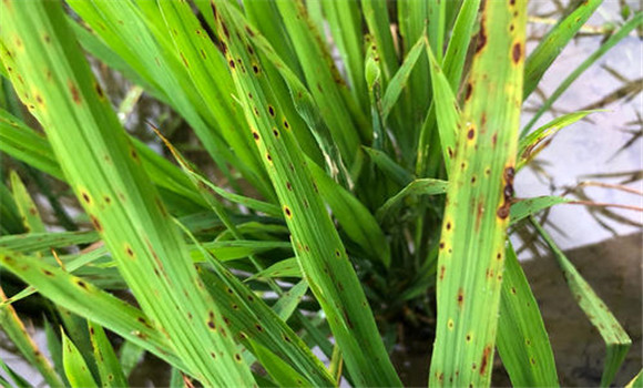 水稻胡麻叶枯病的主要症状