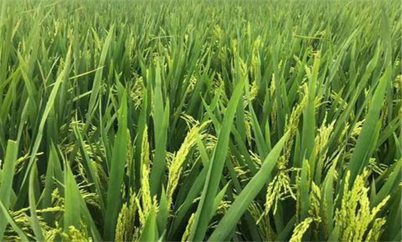 水稻吸收各种养份的基本规律是什么