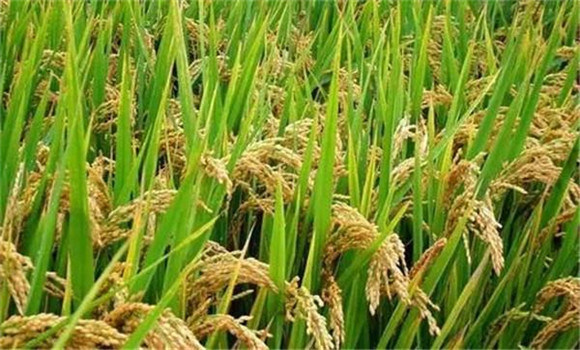 水稻的种植与管理